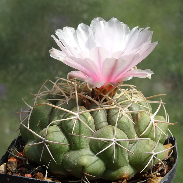 DSC02344Thelocactus sp. Rio Verde JDD