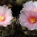 DSC02345Thelocactus sp. Rio Verde JDD;Thelocactus lloydii v. rose