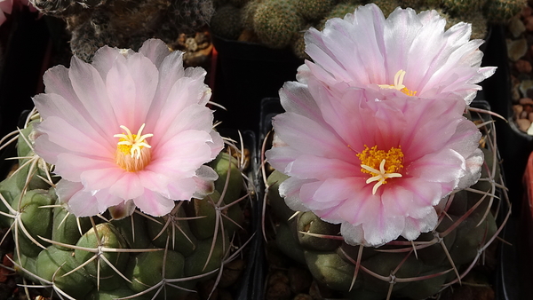 DSC02345Thelocactus sp. Rio Verde JDD;Thelocactus lloydii v. rose