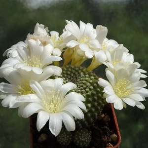 DSC02354Rebutia krainziana v. albiflora