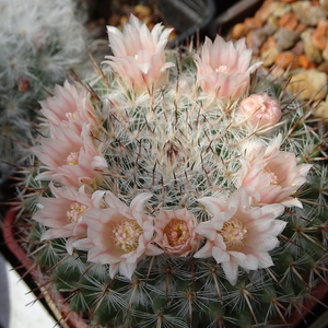 DSC02355Mammillaria ritteriana