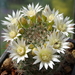 DSC02356Mammillaria zeilmanniana