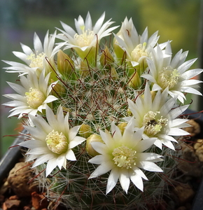 DSC02356Mammillaria zeilmanniana