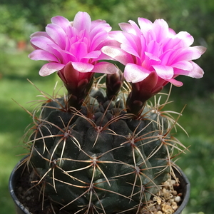 DSC02383Gymnocalycium neuhuberi