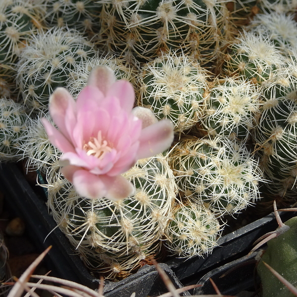 DSC02385Gymnocalycium bruchii