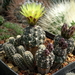 DSC02387Gymnocalycium andreae v. doppianum P 378