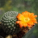 DSC02400Rebutia krainziana