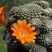 DSC02405Rebutia krainziana