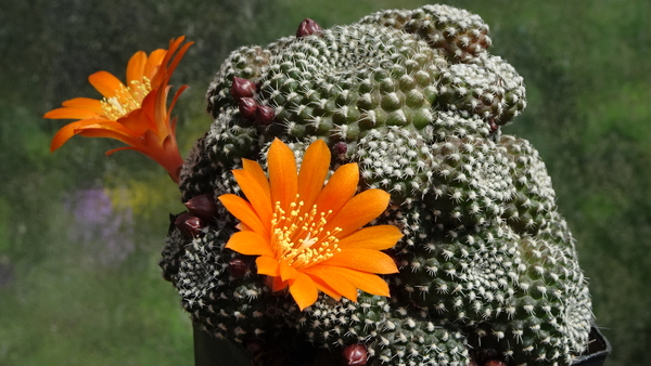 DSC02405Rebutia krainziana