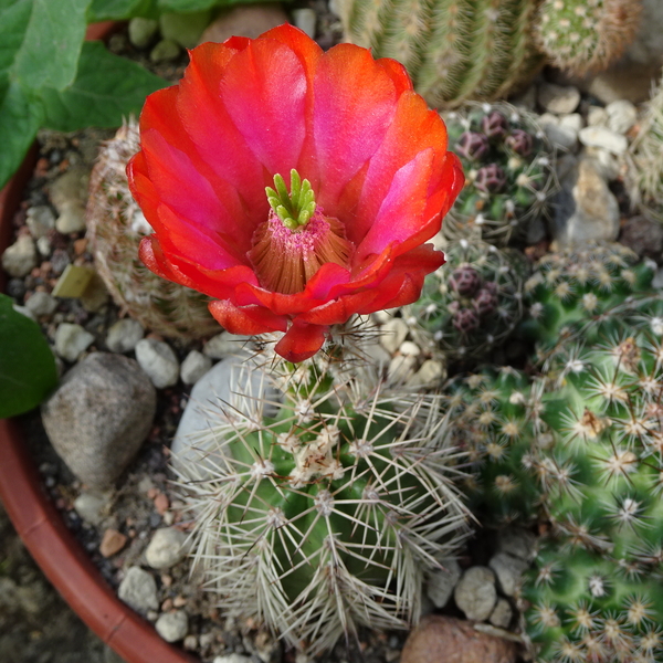 DSC02408Echinocereus hybr. bailey SB211 xtroglochidiatus