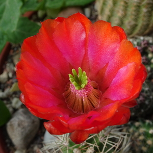 DSC02409Echinocereus hybr. bailey SB211 xtroglochidiatus