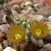 DSC02410Echinocereus viridiflorus