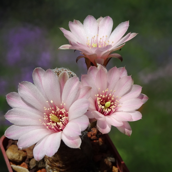 DSC02451Rebutia caracarensis