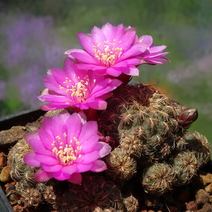 DSC02473Sulcorebutia krugeri KP 49