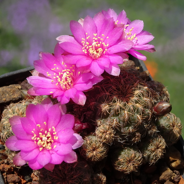 DSC02474Sulcorebutia krugeri KP 49