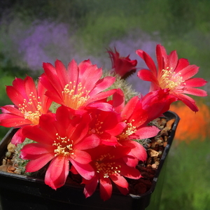 DSC02477Rebutia albiareolata