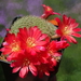 DSC02478Rebutia albiareolata