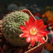 DSC02488Rebutia padcayensis