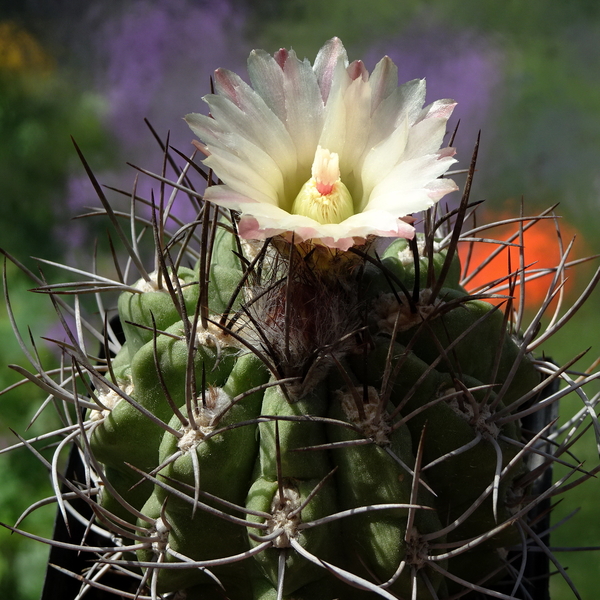 DSC02552Pyrrhocactus hankeanus nr1