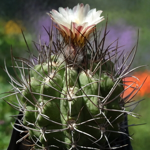 DSC02553Pyrrhocactus hankeanus nr1