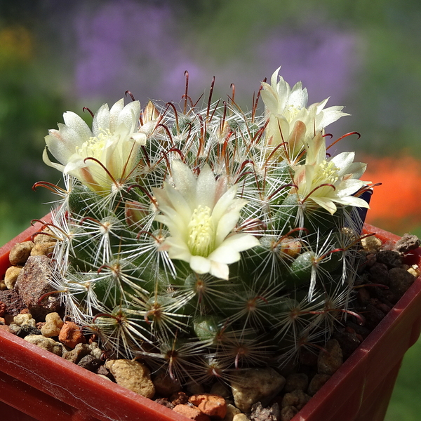 DSC02555Mammillaria nana