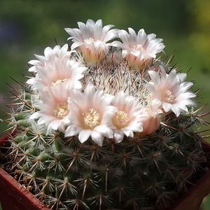 DSC02556Mammillaria ritteriana