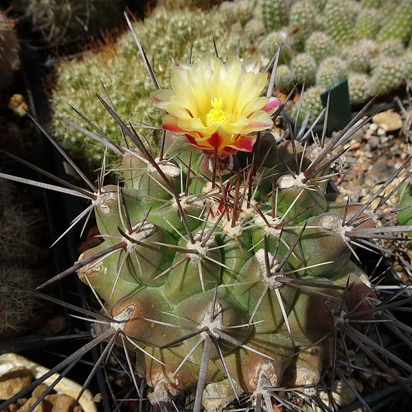 DSC02559Thelocactus flavus (panarottoanus)