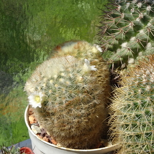 DSC02563Mammillaria carmenae