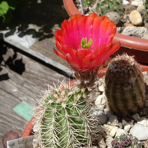 DSC02567Echinocereus hybr. bailey SB211 xtroglochidiatus