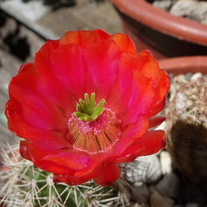 DSC02568Echinocereus hybr. bailey SB211 xtroglochidiatus