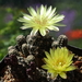 DSC02589Gymnocalycium andreae v. doppianum P 378