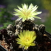 DSC02588Gymnocalycium andreae v. doppianum P 378