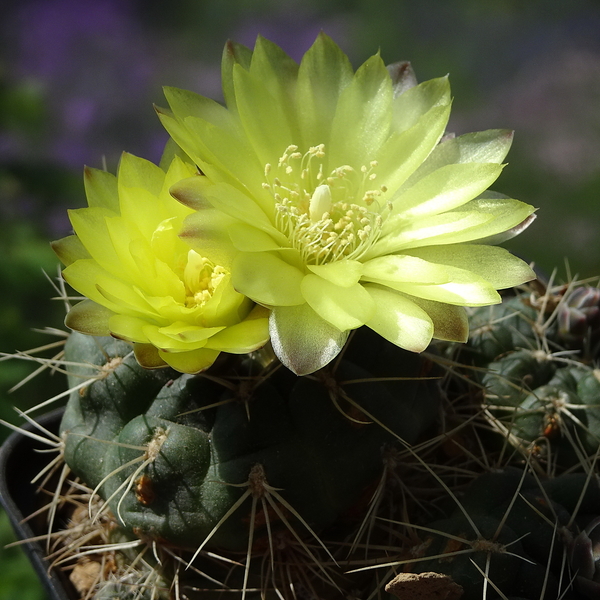 DSC02590Gymnocalycium andreae