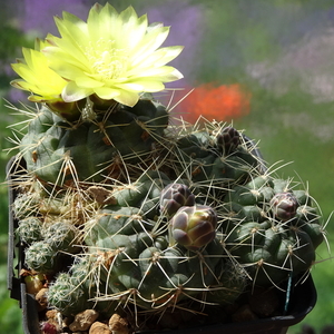 DSC02591Gymnocalycium andreae