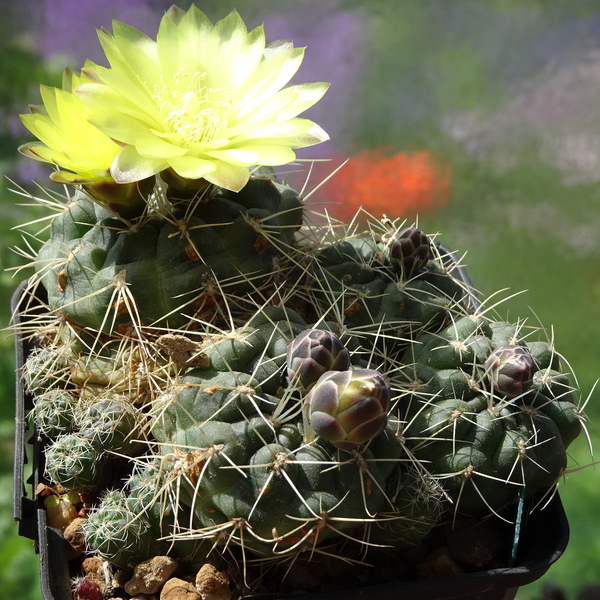 DSC02591Gymnocalycium andreae