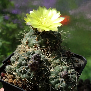 DSC02592Gymnocalycium andreae