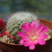 DSC02614Rebutia violaciflora