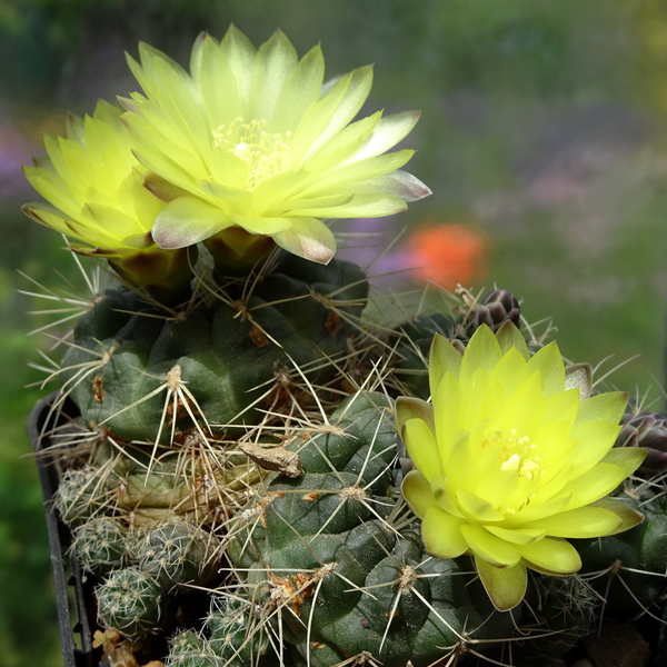 DSC02615Gymnocalycium andreae