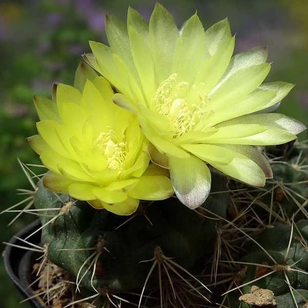 DSC02616Gymnocalycium andreae