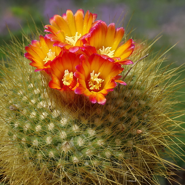 DSC02619Parodia chrysacanthion