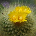 DSC02621Parodia chrysacanthion