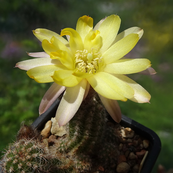 DSC02626Chamaecereus Lincoln Curls