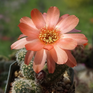 DSC02628Chamaecereus Lincoln Mirage