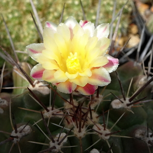 DSC02631Thelocactus flavus (panarottoanus)