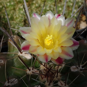 DSC02632Thelocactus flavus (panarottoanus)