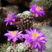 DSC02634Mammillaria therese