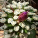 DSC02635Mammillaria bertholdii