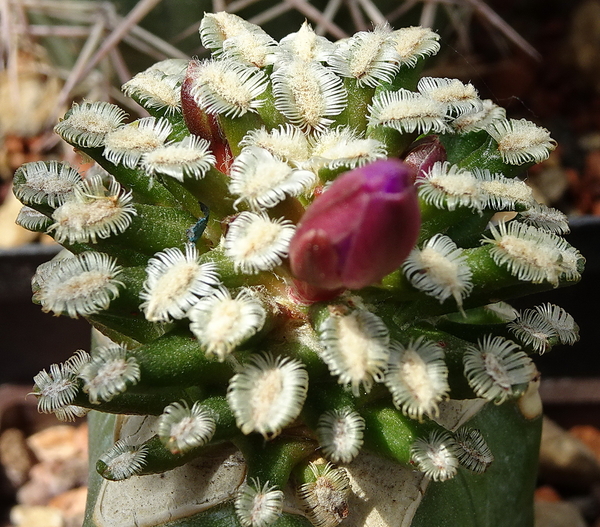 DSC02635Mammillaria bertholdii