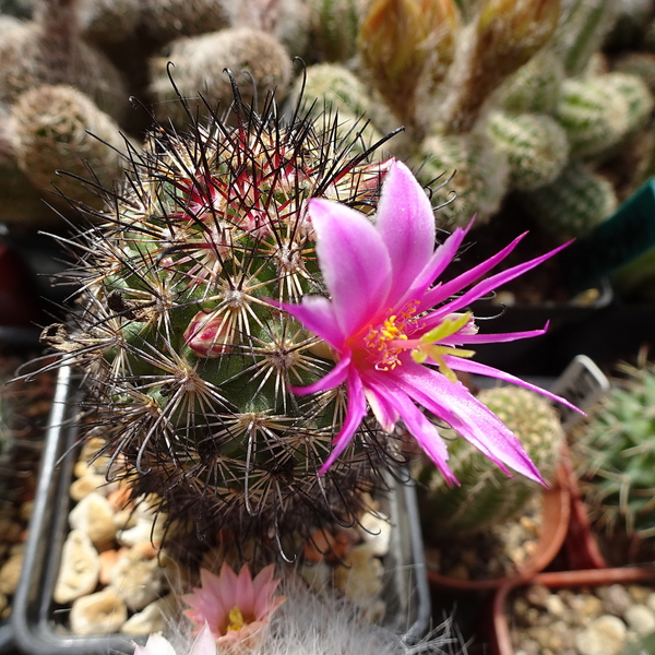 DSC02650Mammillaria blossfeldiana