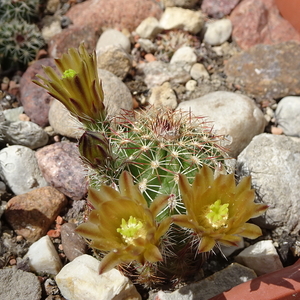 DSC02656Echinocereus viridiflorus